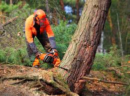 How Our Tree Care Process Works  in Hermitage, PA